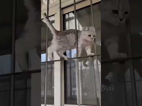 فيديو قصير مضحك قطة قطط