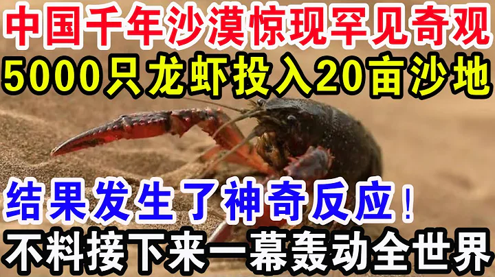 中国千年沙漠惊现罕见奇观，5000只龙虾投入20亩沙地，结果发生了神奇反应！接下来一幕轰动全世界 - 天天要闻