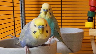 budgie sounds for relaxation