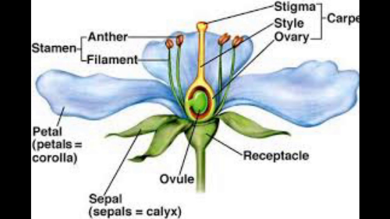 Draw a neat labelled diagram of typical flower