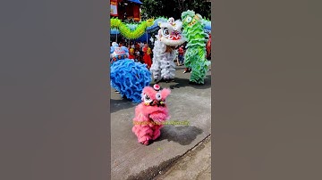 Múa Lân Nhỏ Xíu Cực Vui #funny #liondance #catbaby #cute #cutebaby #funnybaby  #babycute #bibitv