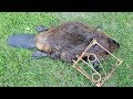 Trapping Beaver with Conibears (Nuisance Beaver)