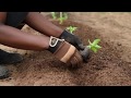 It’s time to transplant the Golden Marconi Pepper seedlings into the garden! Black girl gardener !