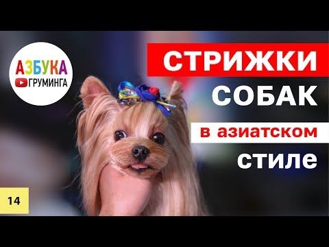 Стрижка собак в азиатском стиле. Техники груминга из Китая.