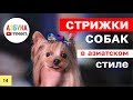 Стиржка собак в азиатском стиле. Техники груминга из Китая.