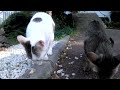 CUTE CATS CUTE CATS
