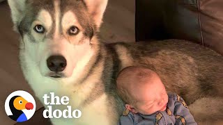 Baby Grows Up With The Best Of Friends  | The Dodo