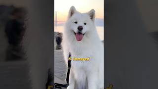 Top 10 Most Beautiful Dogs Breeds In The World #shorts