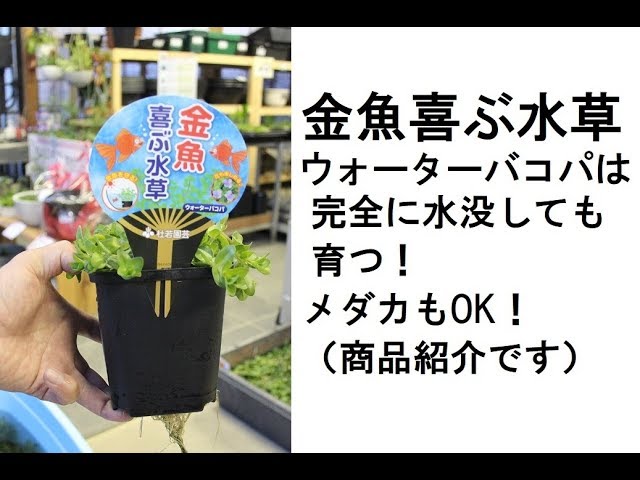 金魚喜ぶ水草ウォーターバコパは完全に水没しても育つ メダカもok Youtube