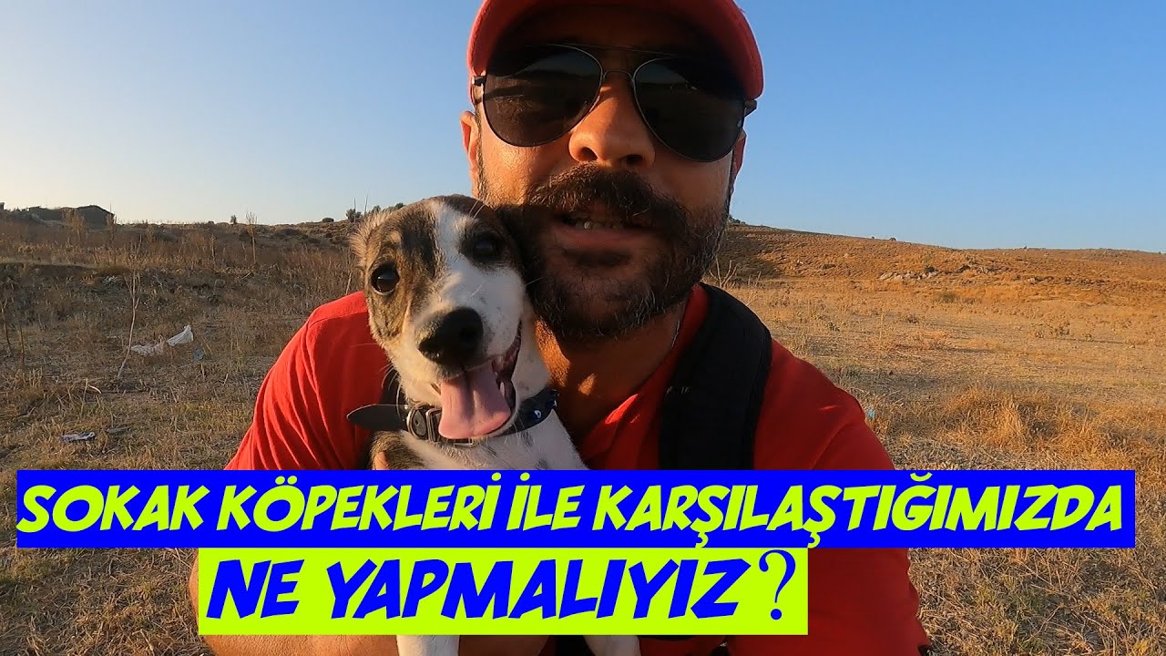 Köpek gezdirirken sokak köpekleri ile karşılaştığımızda ne yapmalıyız?