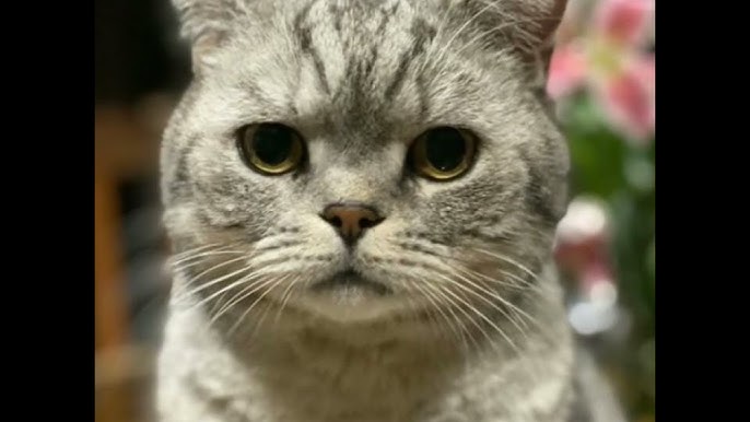 Semiz eshaklar juni fotosuratlar bilan qoplangan Pantalonlardagi eski fohishalar