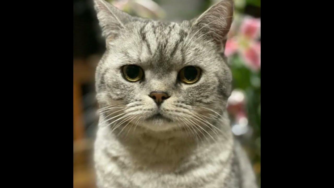 Yapon porno qiz muloyimlik bilan onanizm