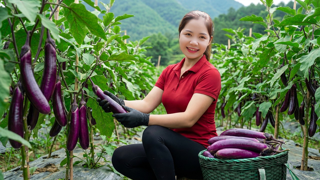TIMELAPSE -  Harvesting 1000 + Kg Giant Ripe Eggplant To Sell At Market | Han Harvesting