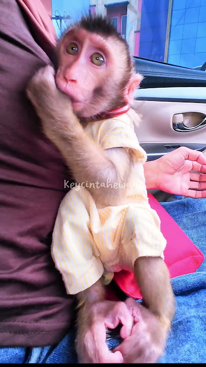 Chya is sulking and wants to go with her father🤭 #shortvideo #short #monkey #monkeys #animals
