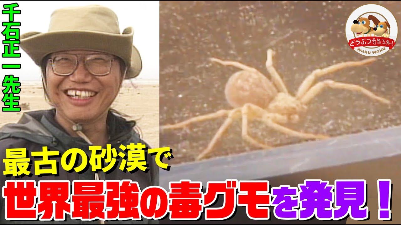 【千石先生が解説】ナミブ砂漠で世界一強い毒グモを捕獲！さらに謎の俊足生物、猛毒サソリ、モフモフ珍獣も発見し大興奮【どうぶつ奇想天外／WAKUWAKU】