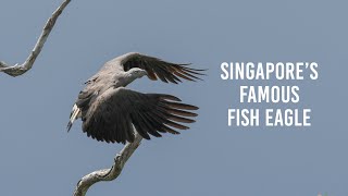 Singapore's famous fish eagle