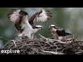 Charlo Montana Osprey Nest powered by EXPLORE.org