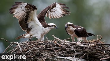 Charlo Montana Osprey Nest powered by EXPLORE.org