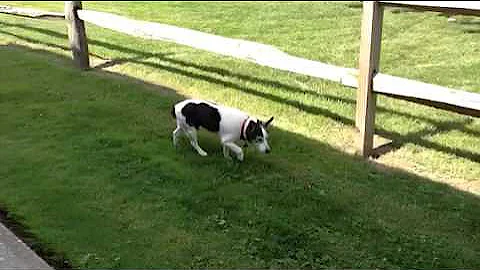 Milo you are my sunshine