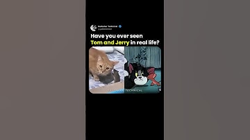 Real Tom & Jerry Chase Caught on Camera! 🐱🐭🤣