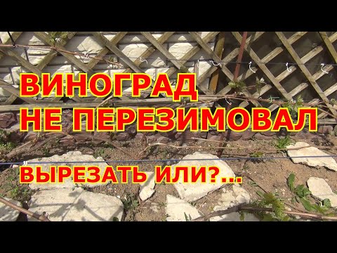 ВИНОГРАД НЕ ПЕРЕЗИМОВАЛ. РЕЗАТЬ или?...