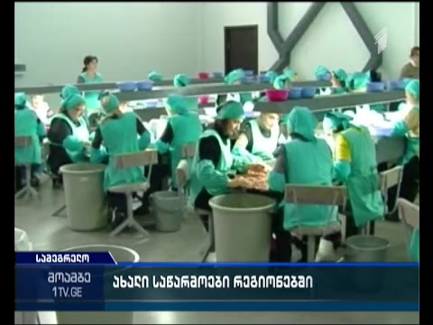 სამეგრელოში თხილის ახალი საწარმო გაიხსნა