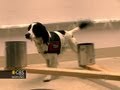Dogs trained to detect ovarian cancer have 90 percent accuracy rate