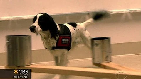 Dogs trained to detect ovarian cancer have 90 percent accuracy rate