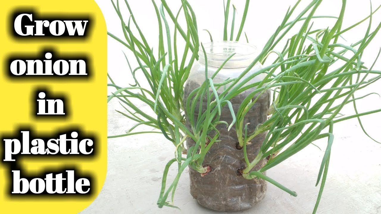 How to grow small onion in plastic bottle . Grow onion in pot. YouTube