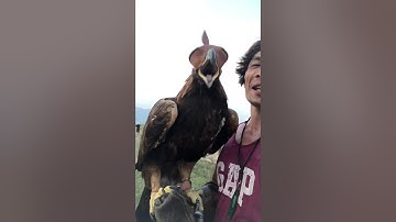 Giải mã chim đại bàng khổng lồ có thật sự tự bẽ móng , nhổ lông khi về già 35 tuổi  hay không?