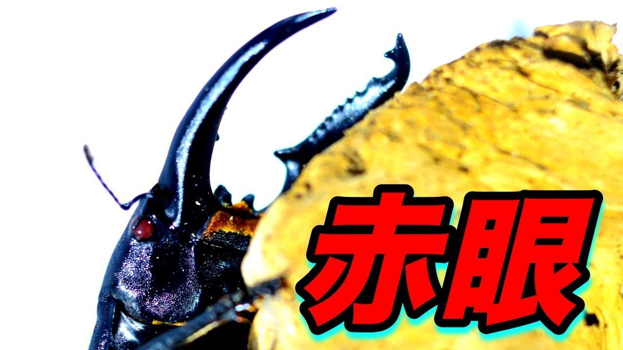 アルビノ クワガタ界最恐の幼虫を引っ越しさせました Youtube