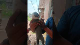 Female 29 Day Old .. Pitbull Puppy