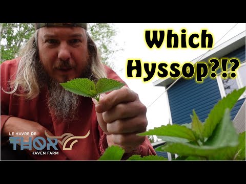 Video: Ether Ntawm Hyssop