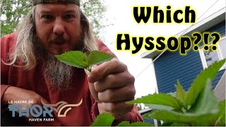 Hyssop Vs Anise Hyssop