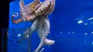 HK Ocean Park  Octopus