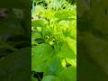 Pui shakh #londongarden #gardenplants #allotmentgarden #london #garden #spinach #vegetables #like
