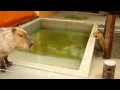 生後1ヶ月のカピバラの赤ちゃんが、すいすい泳ぐよ！