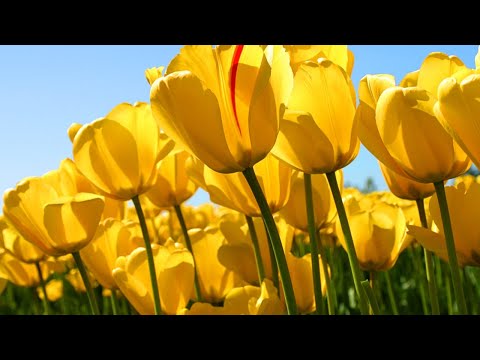 Урок русского языка 2 класс . Имя  существительное