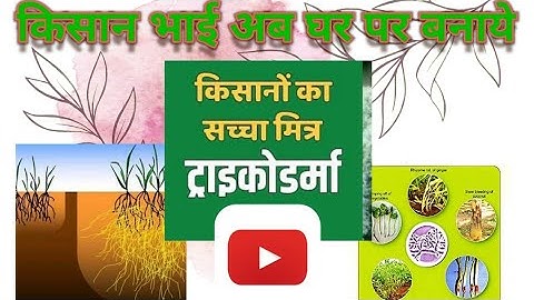Ghar par kaise bnaye fungicide किसान घर पर बनाये फंगीसाइड how to make trichoderma at home #kheti