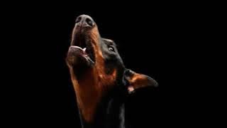 Suara ANJING MELOLONG SERAM !!!!!