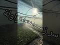 سر زراعة الفراولة #فراولة#زراعة_الفراولة#مزارع_الفراولة#فواكه_حمراء#توت#زراعة_عضوية#منتوج_محلي#فلاحة
