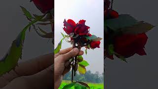 HAPPY ROSE DAY.Friends just feel this sound🤍🤍💕#love#vlog#reels#music #sound #soft#happyrosedaywishes screenshot 5