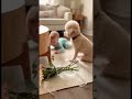 花瓶割ったの僕じゃないんだけどな〜笑　#baby #赤ちゃん #cute #puppy #adoreble #funny #cutebaby #可愛い #トイプードル #toypoodle#dog