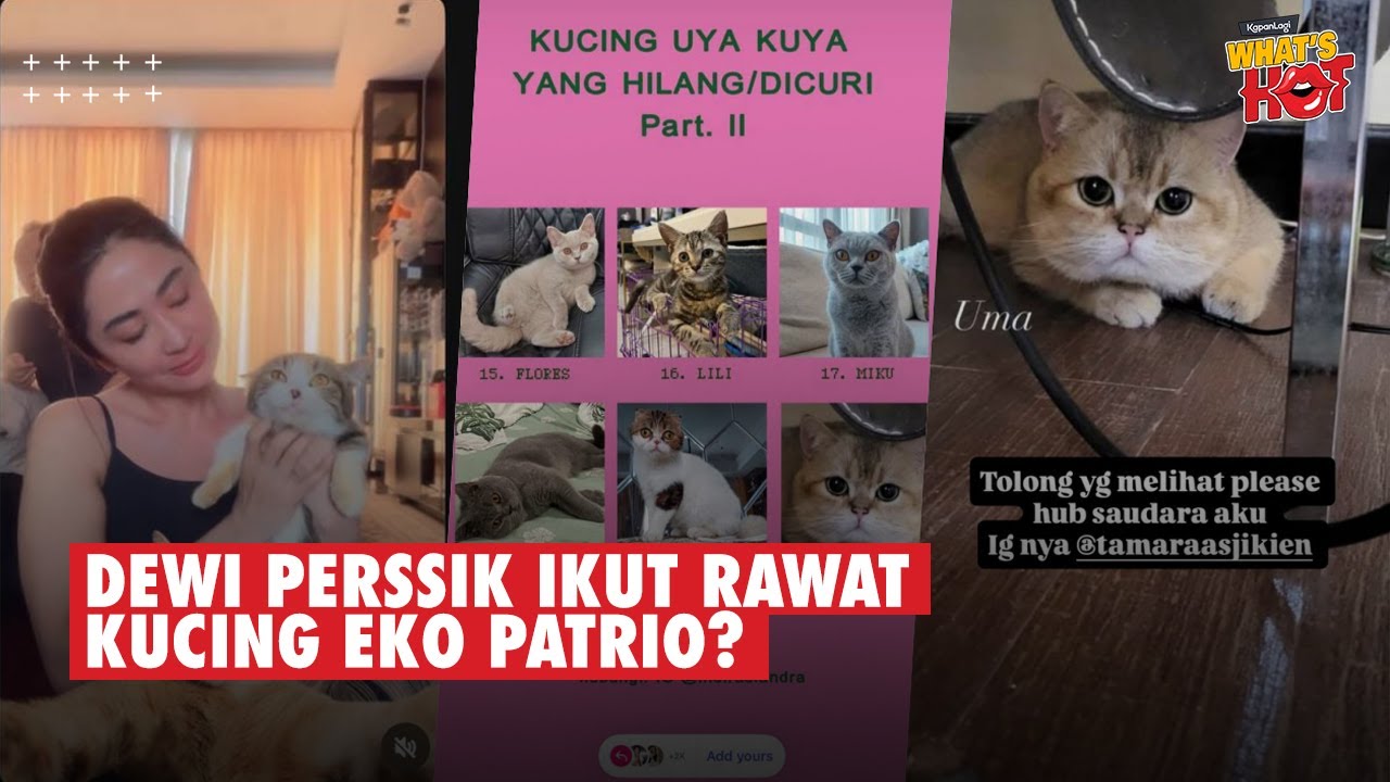 UPDATE Terbaru Kondisi Kucing Uya Kuya & Eko Patrio Dari Sherina, Dewi Perssik Ikut Merawat?