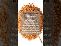 Did You Know | Wheat facts | Wheat nutrition facts | Wheat benefits | Wheat ke fayde | Wheat | Gehu