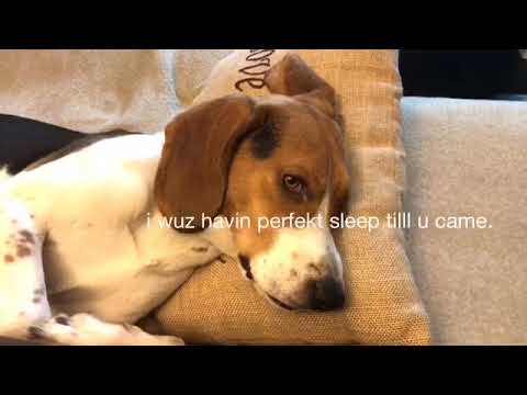 Sassy Beagle puppy !! ***too cute.. BEWARE!!!***