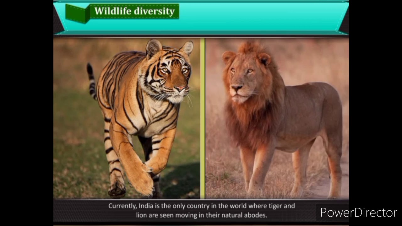 Class 10 Social Studies Chapter 9 Forests and Wildlife Resources