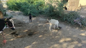 village new beautiful farming new video 6, 2023