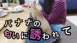 朝食のバナナを貰えないでガッカリのウサギ＃245