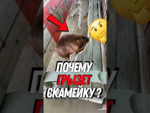 Почему бобр рубит дерево, как дровосек?